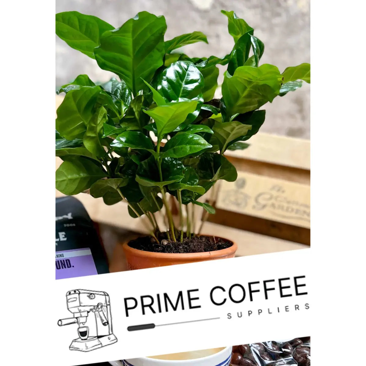 Free Coffee Plant With Your Order